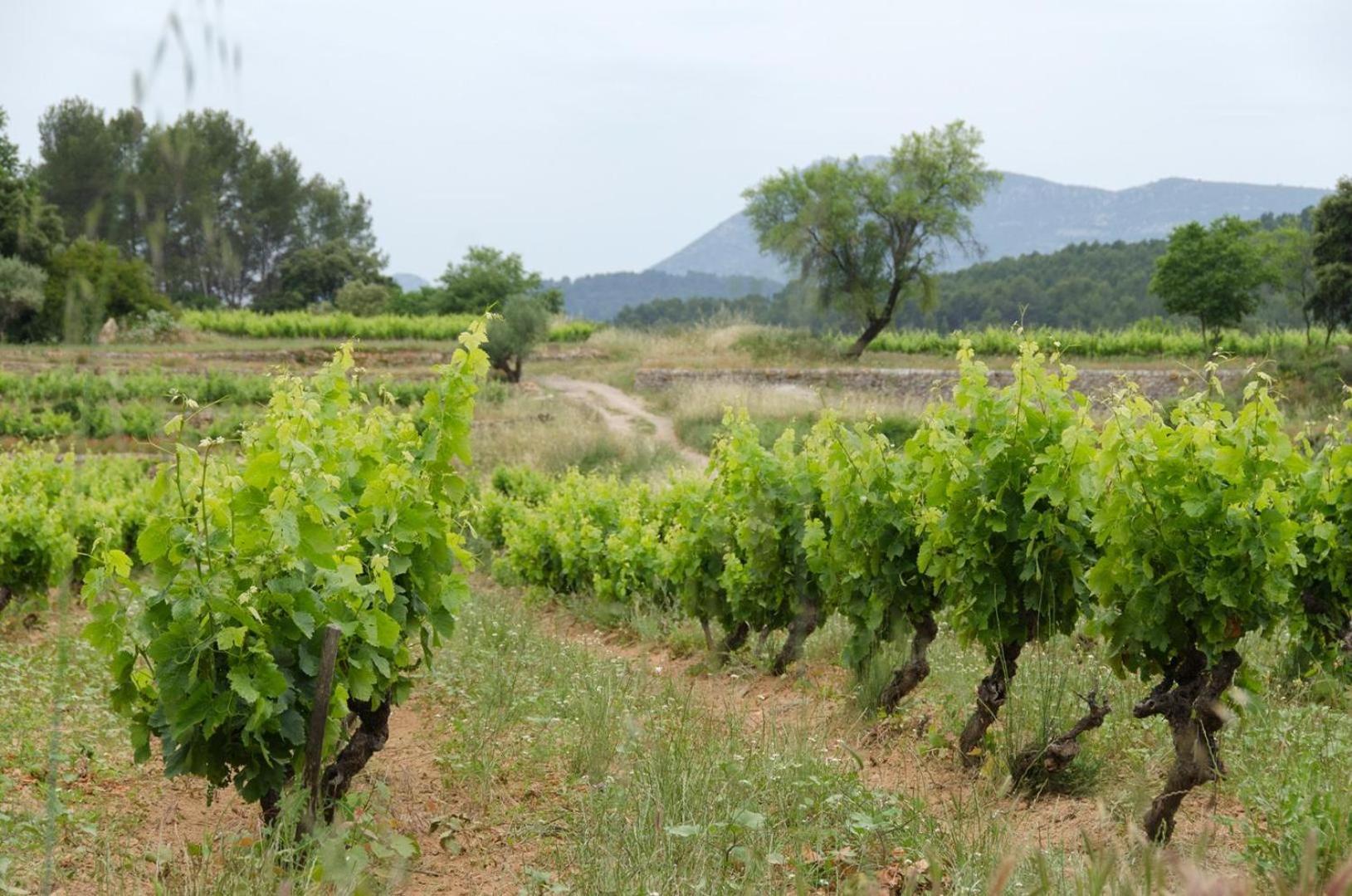 La Maison De Campagne Carcès Екстериор снимка